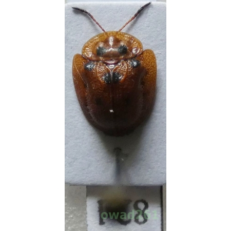 Cassidae sp. Philippines82d